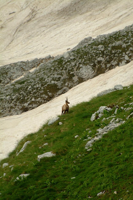 Camoscio d''Abruzzo Rupicapra pyrenaica ornata